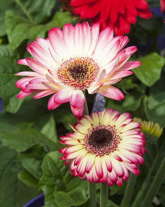 Pink-Tipped Gerbera Daisies